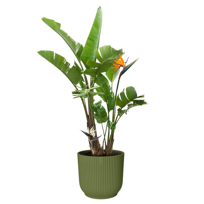 vibes fold rond 35cm varengroen